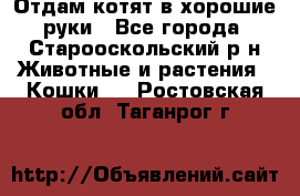 Отдам котят в хорошие руки - Все города, Старооскольский р-н Животные и растения » Кошки   . Ростовская обл.,Таганрог г.